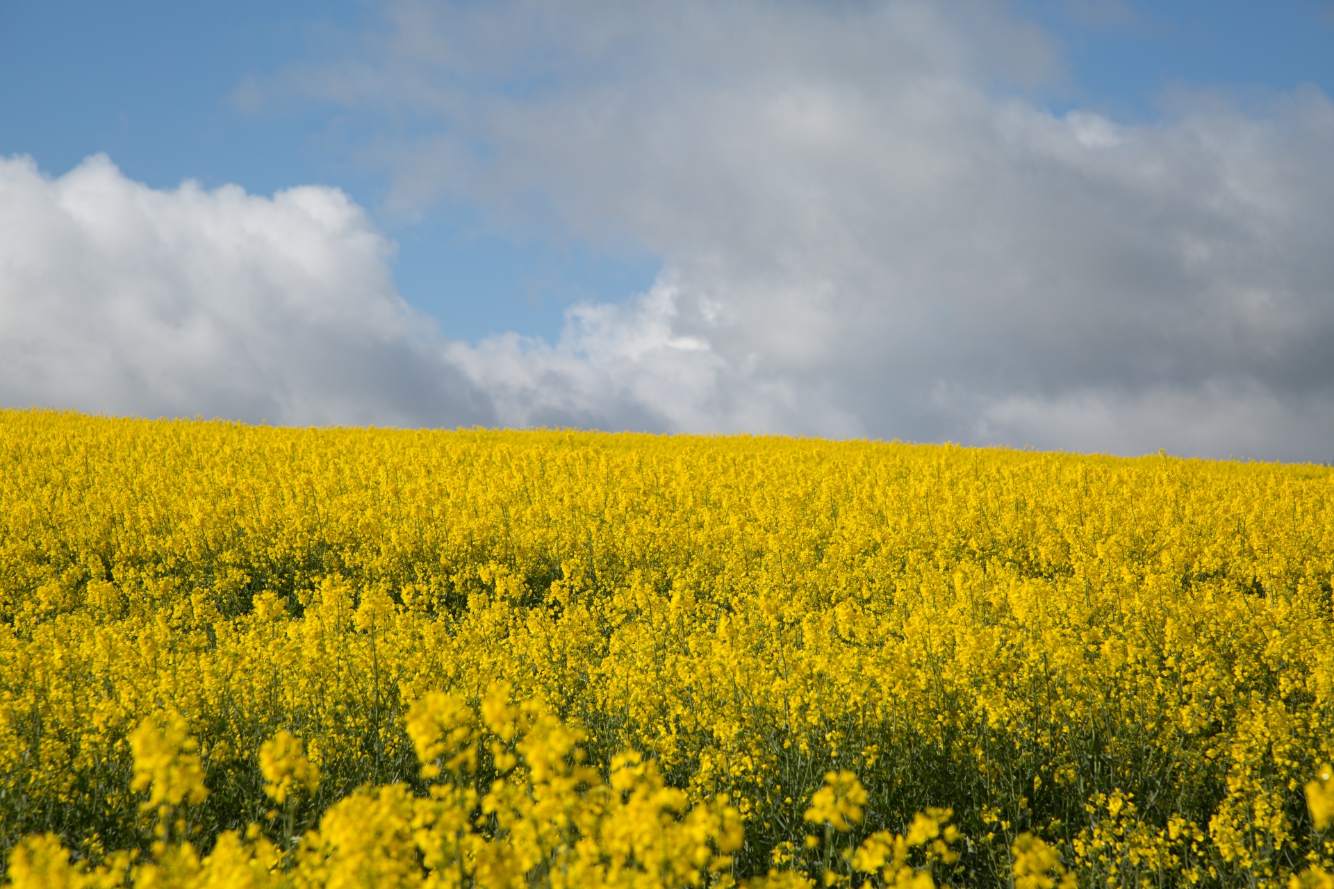 agriculture blooms canola free photo