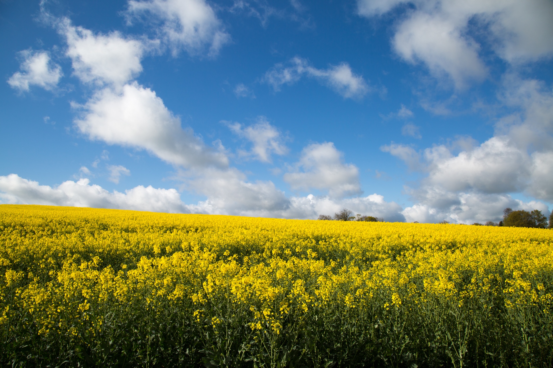 agriculture blooms canola free photo