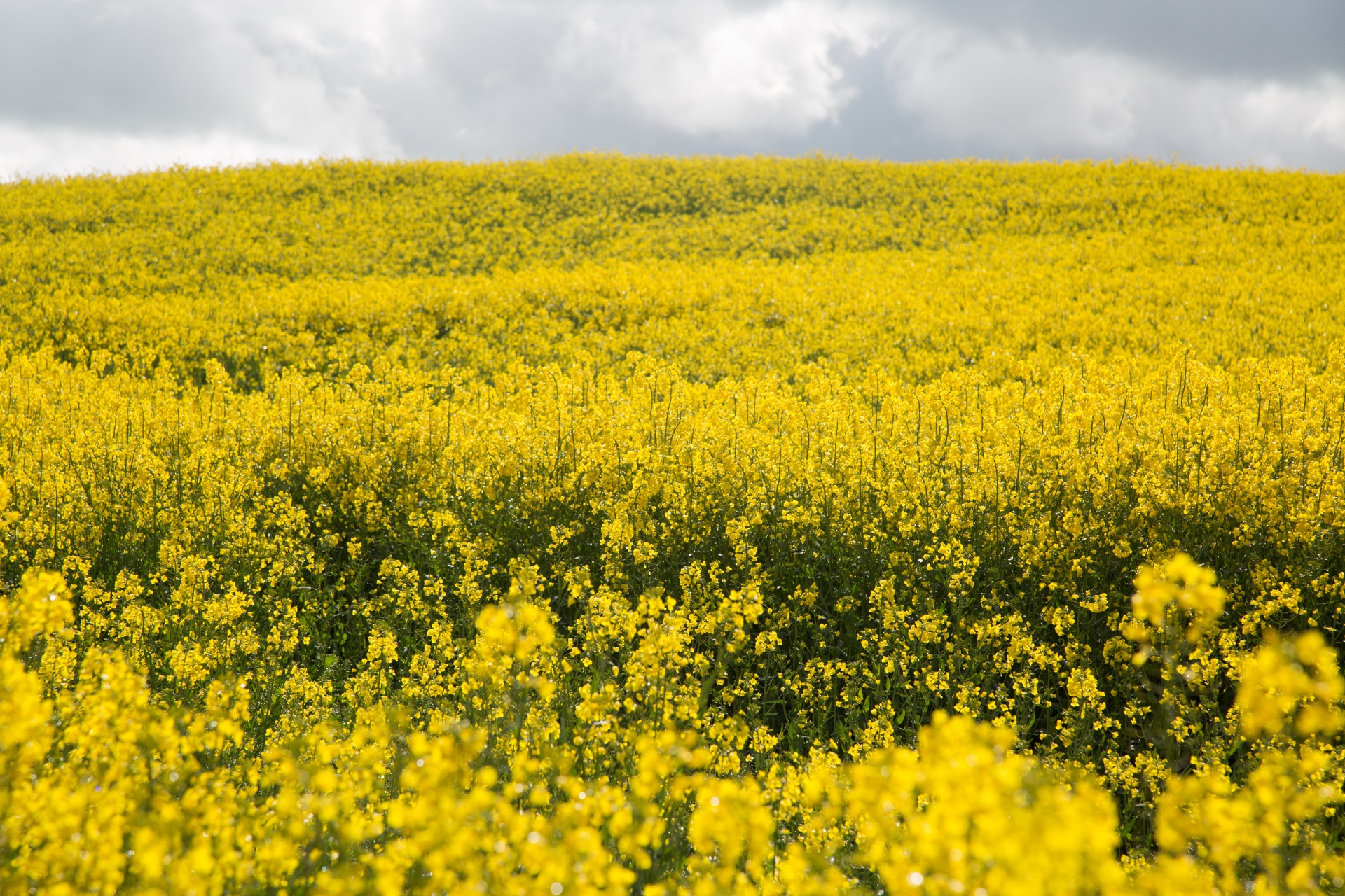 agriculture blooms canola free photo