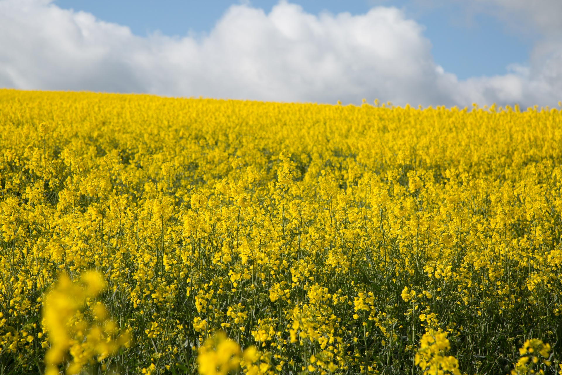 Как цветет горчица фото на полях Agriculture,blooms,canola,crop,economy - free image from needpix.com