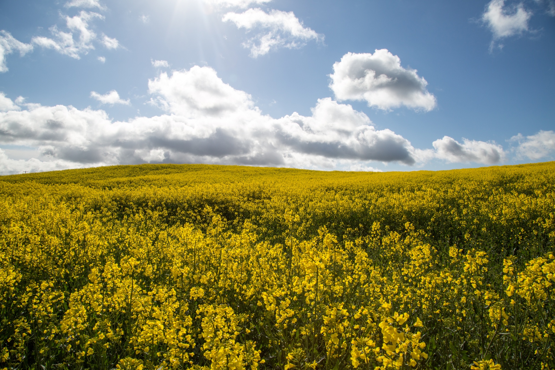 agriculture blooms canola free photo