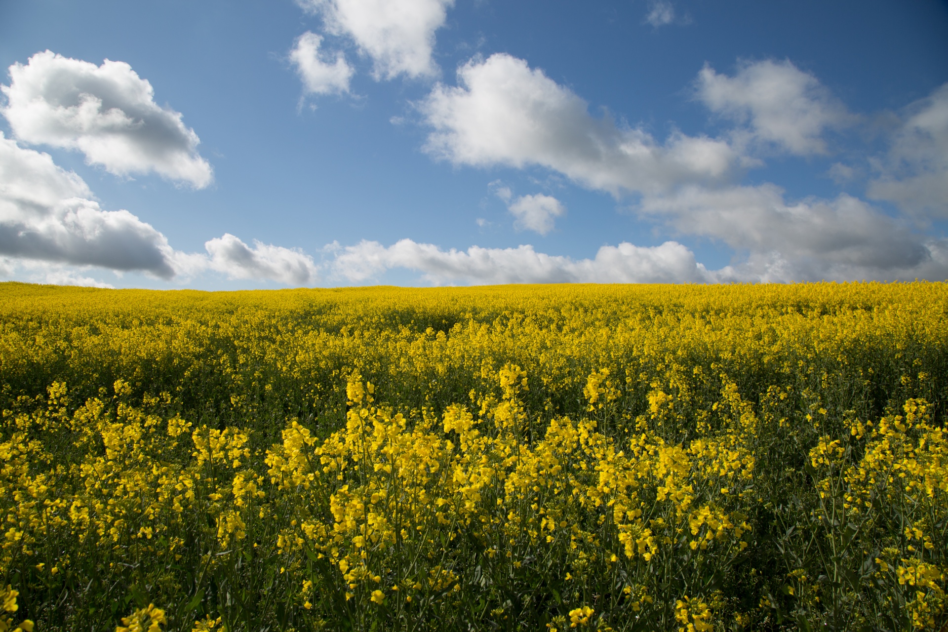 agriculture blooms canola free photo