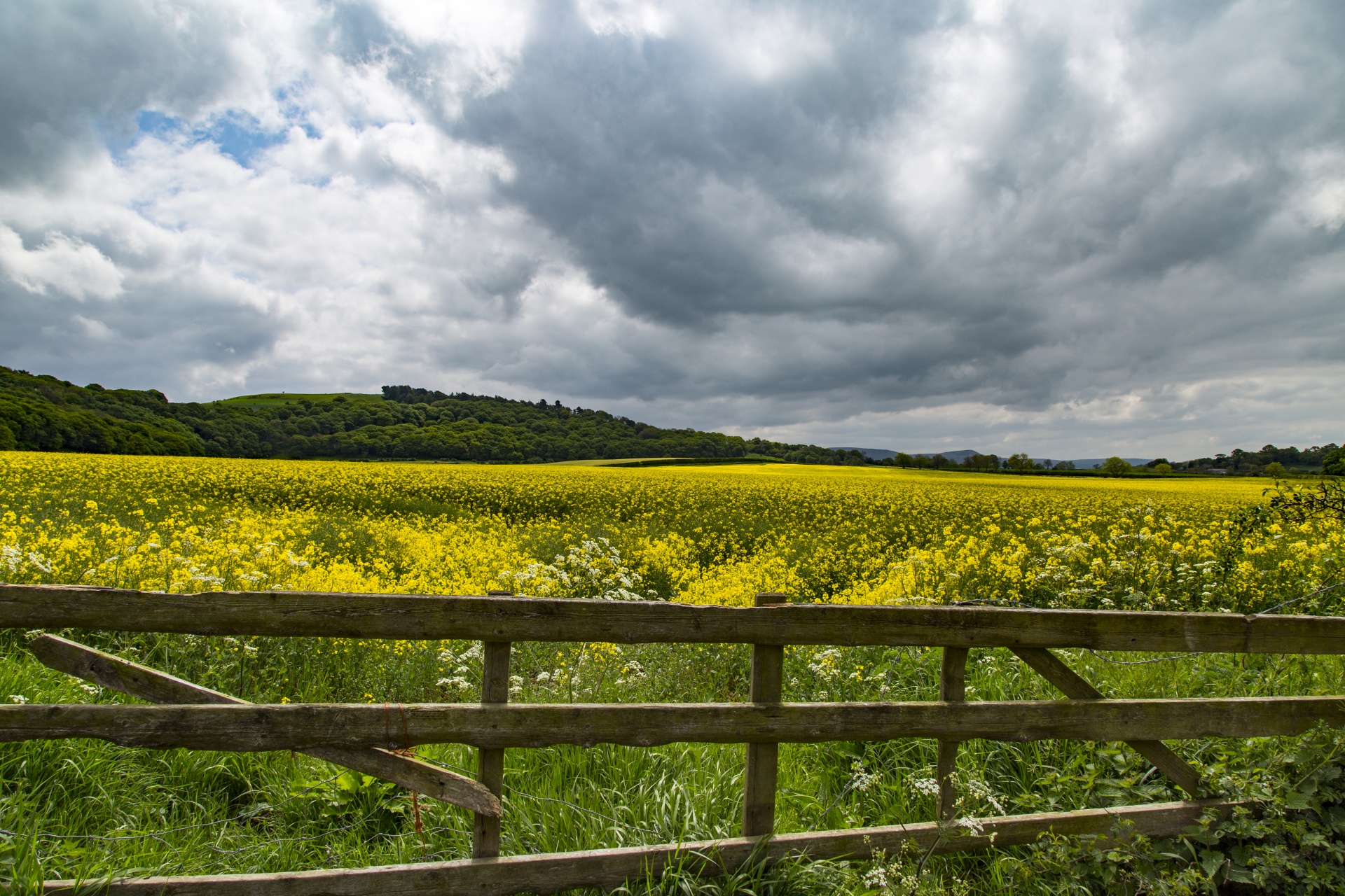 agriculture blooms canola free photo