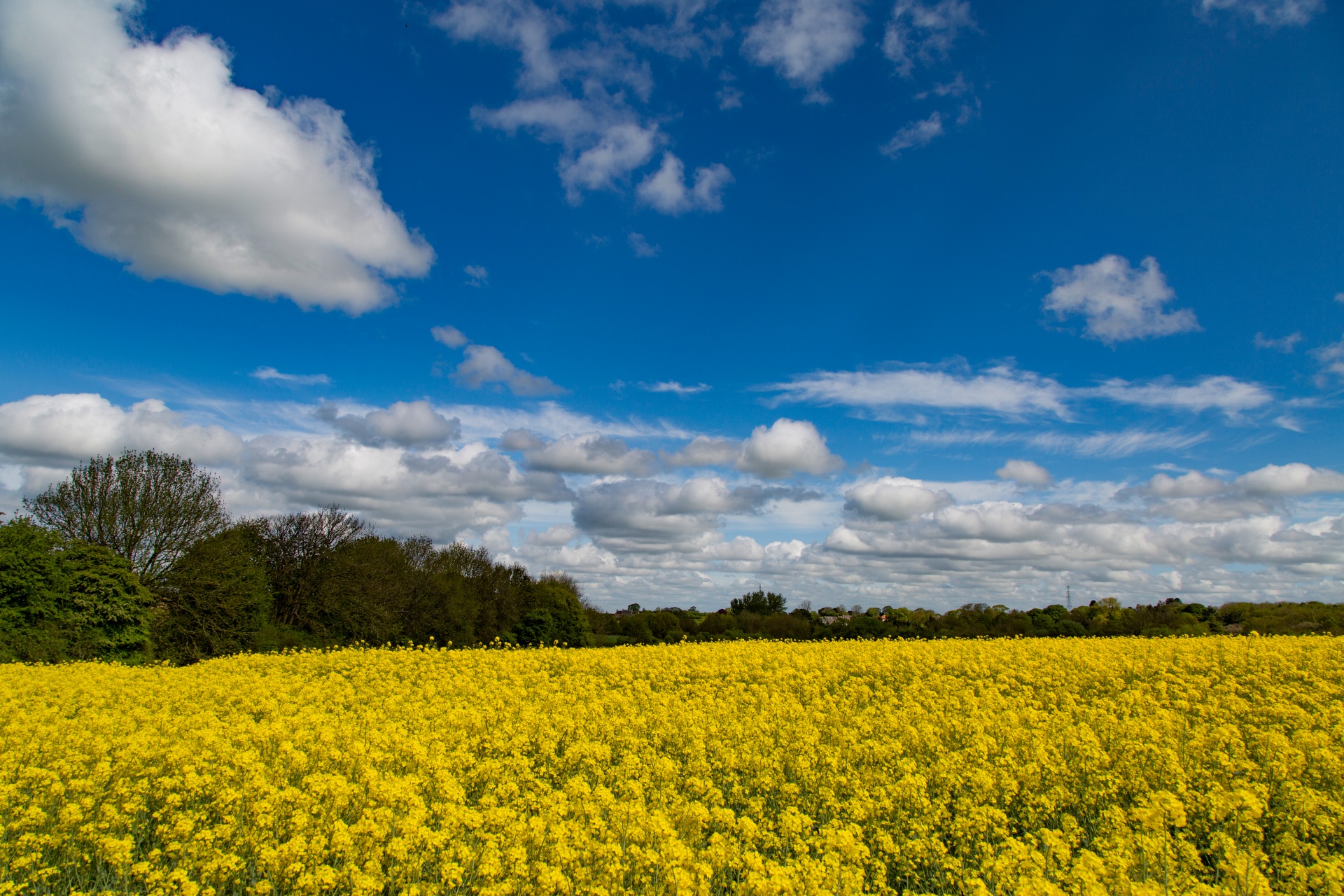 agriculture blooms canola free photo