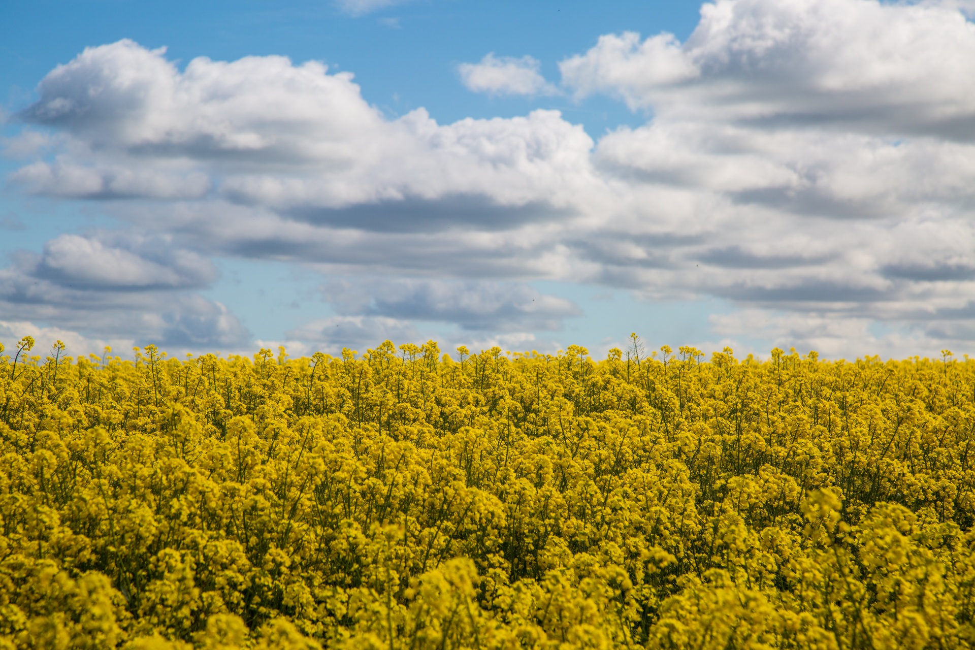 agriculture blooms canola free photo