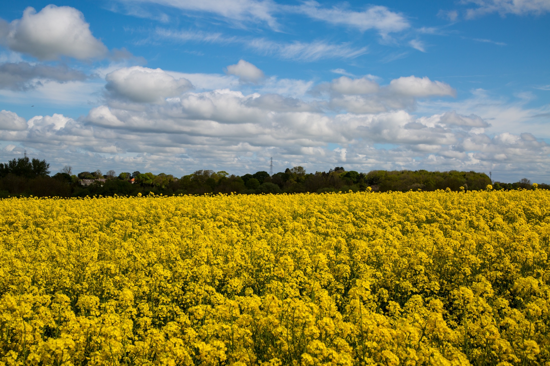 agriculture blooms canola free photo