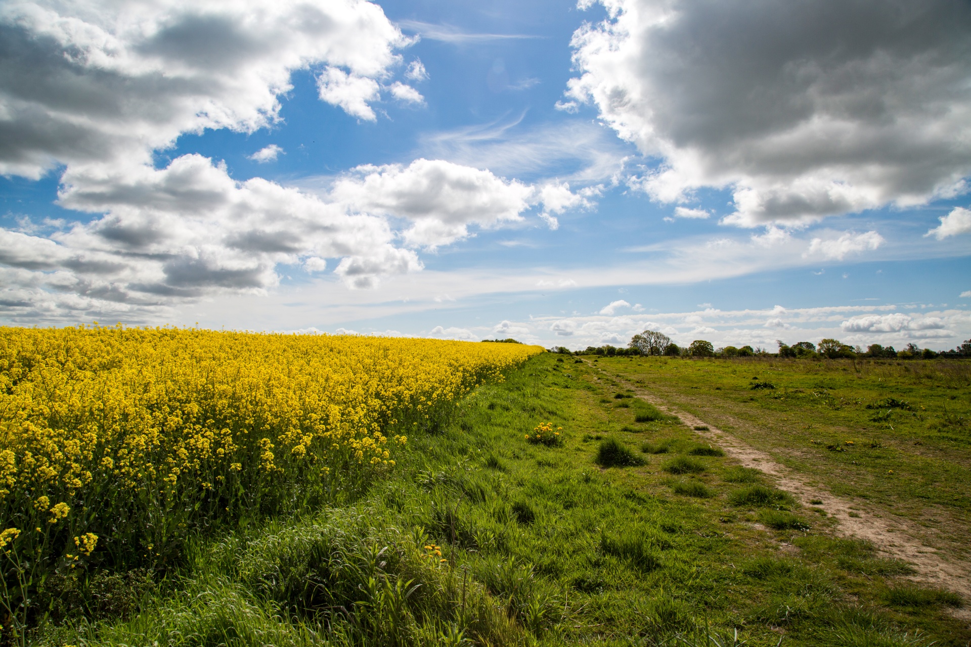 agriculture blooms canola free photo