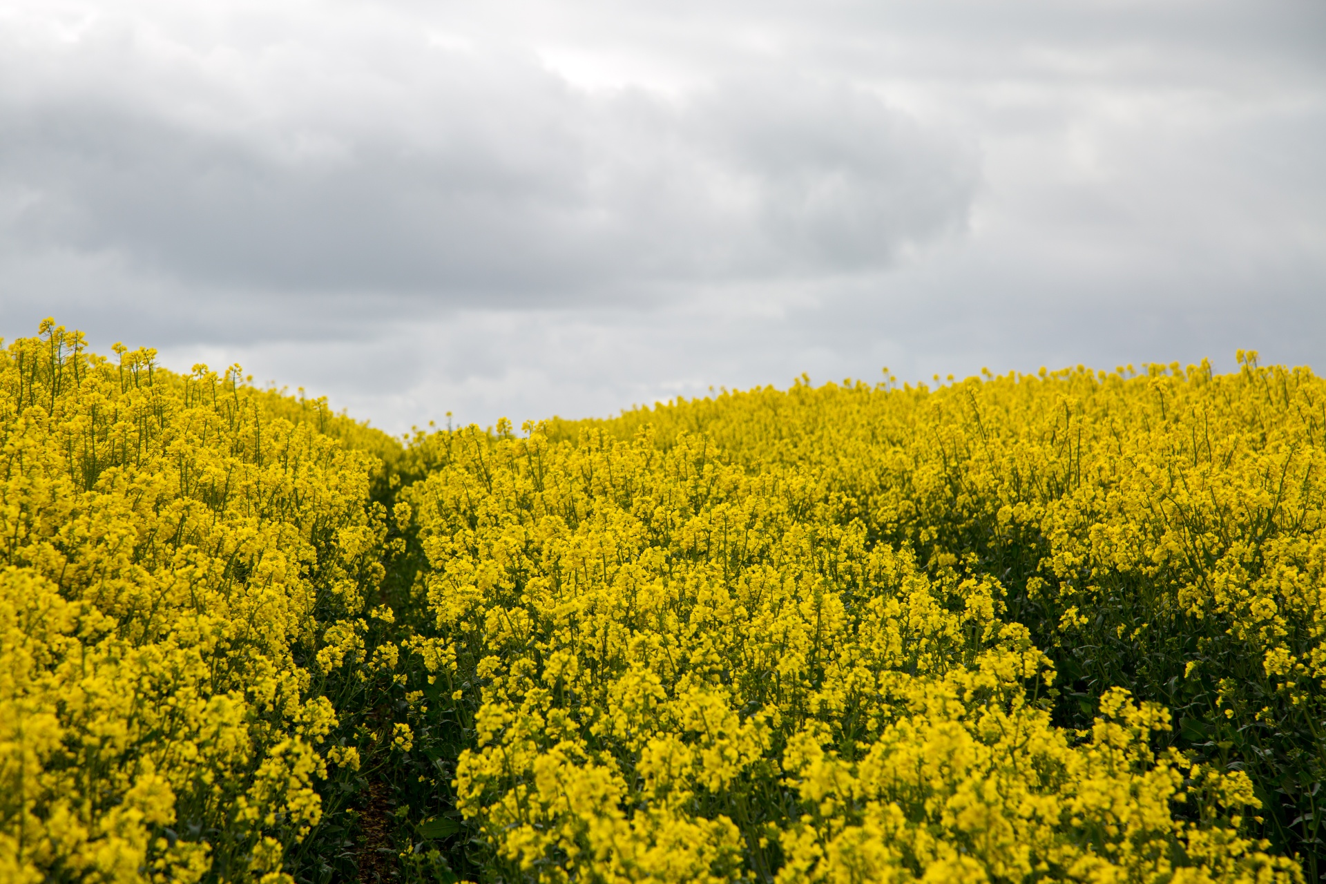 agriculture blooms canola free photo