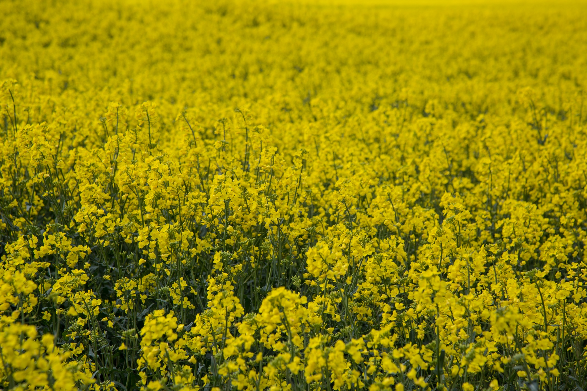 agriculture blooms canola free photo