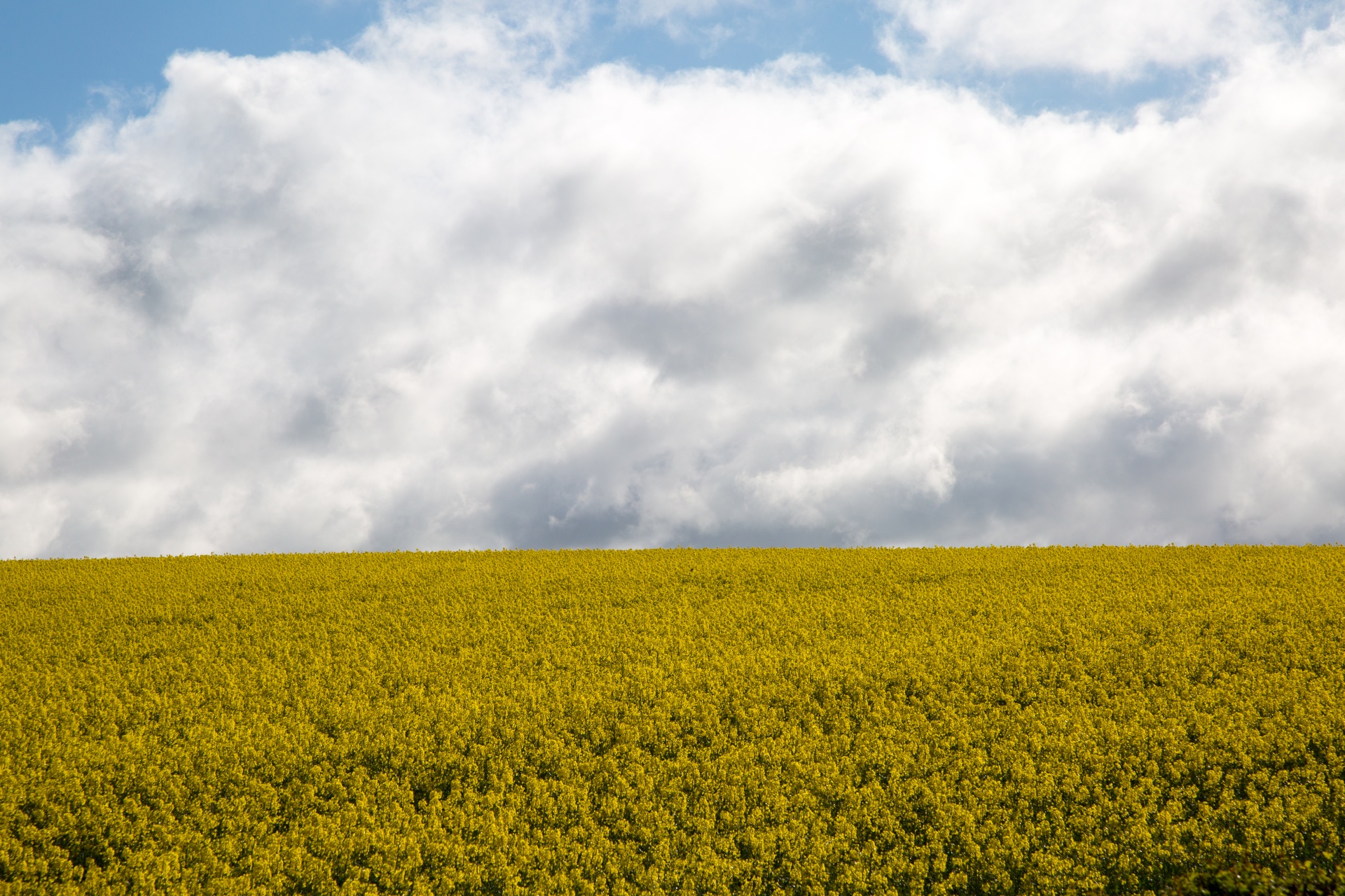 agriculture blooms canola free photo