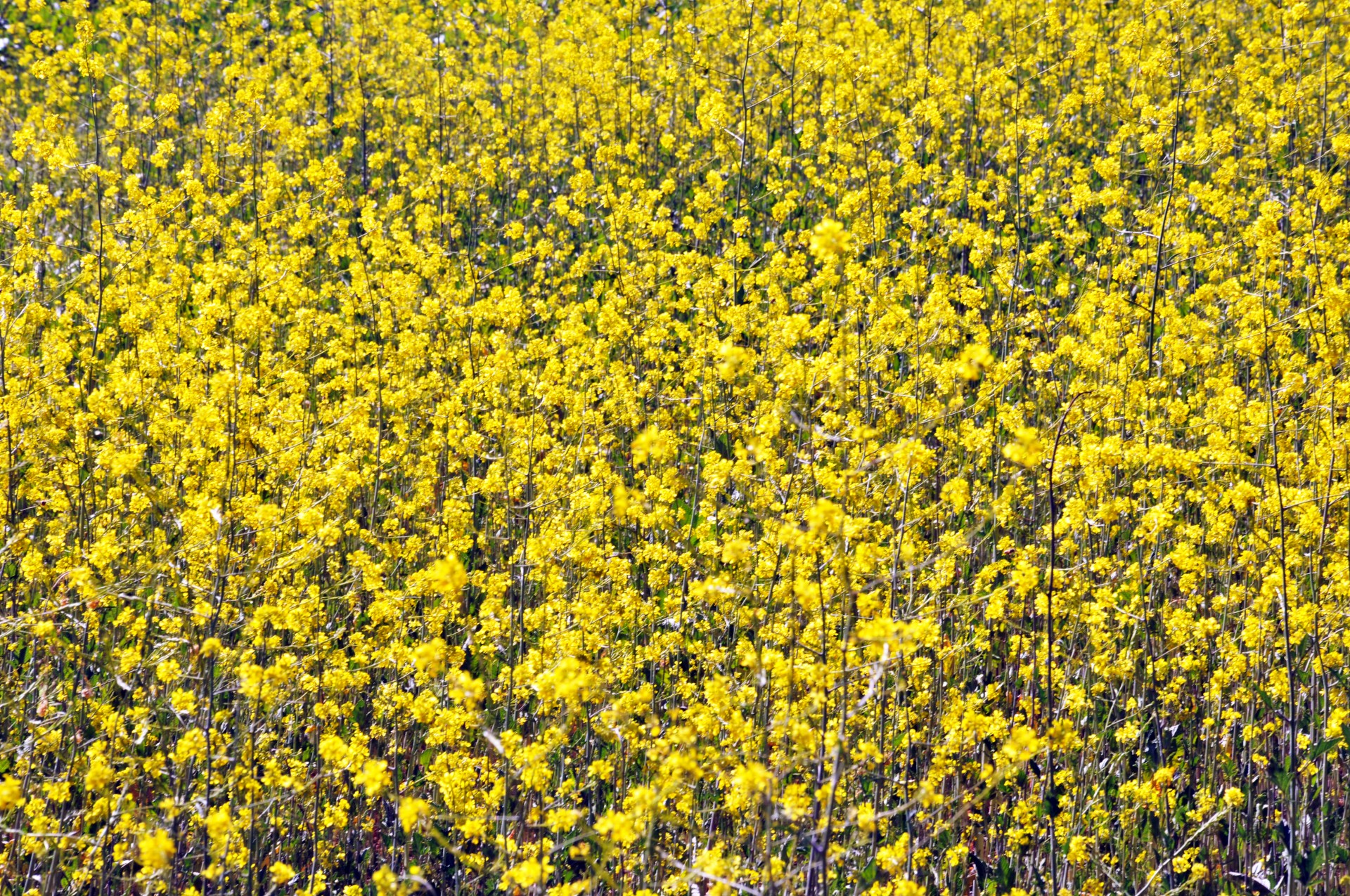 flower flowers yellow free photo