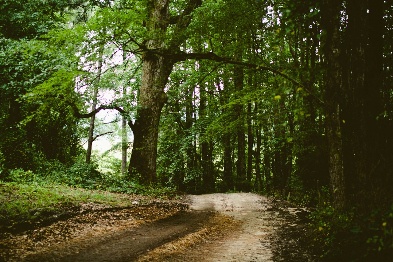 field path path way free photo