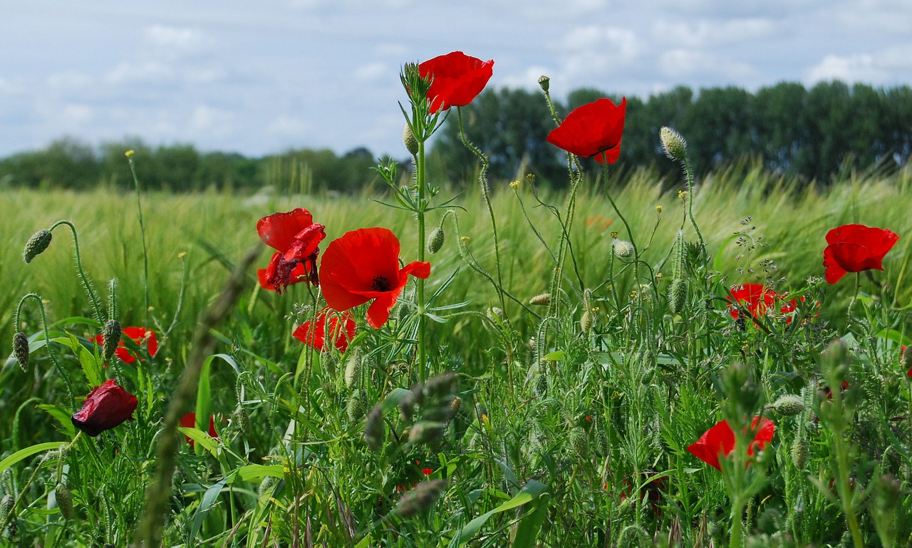 field poppy red poppy papaver rhoeas free photo