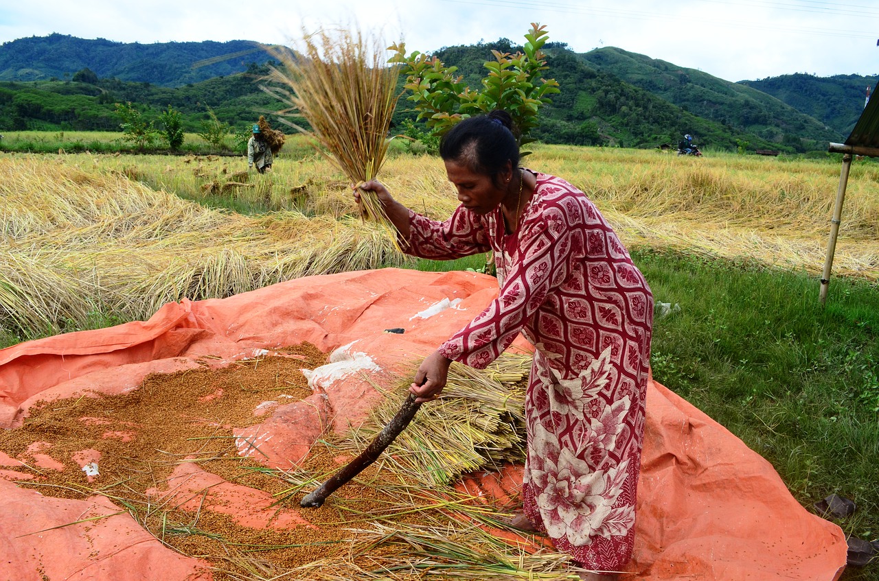 field rice rice people free photo