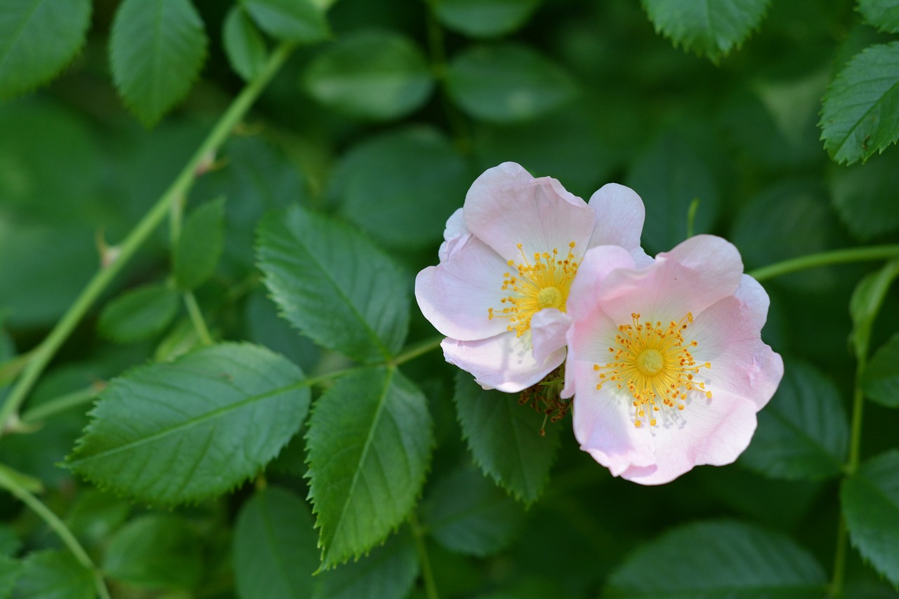 field rose rose flower free photo