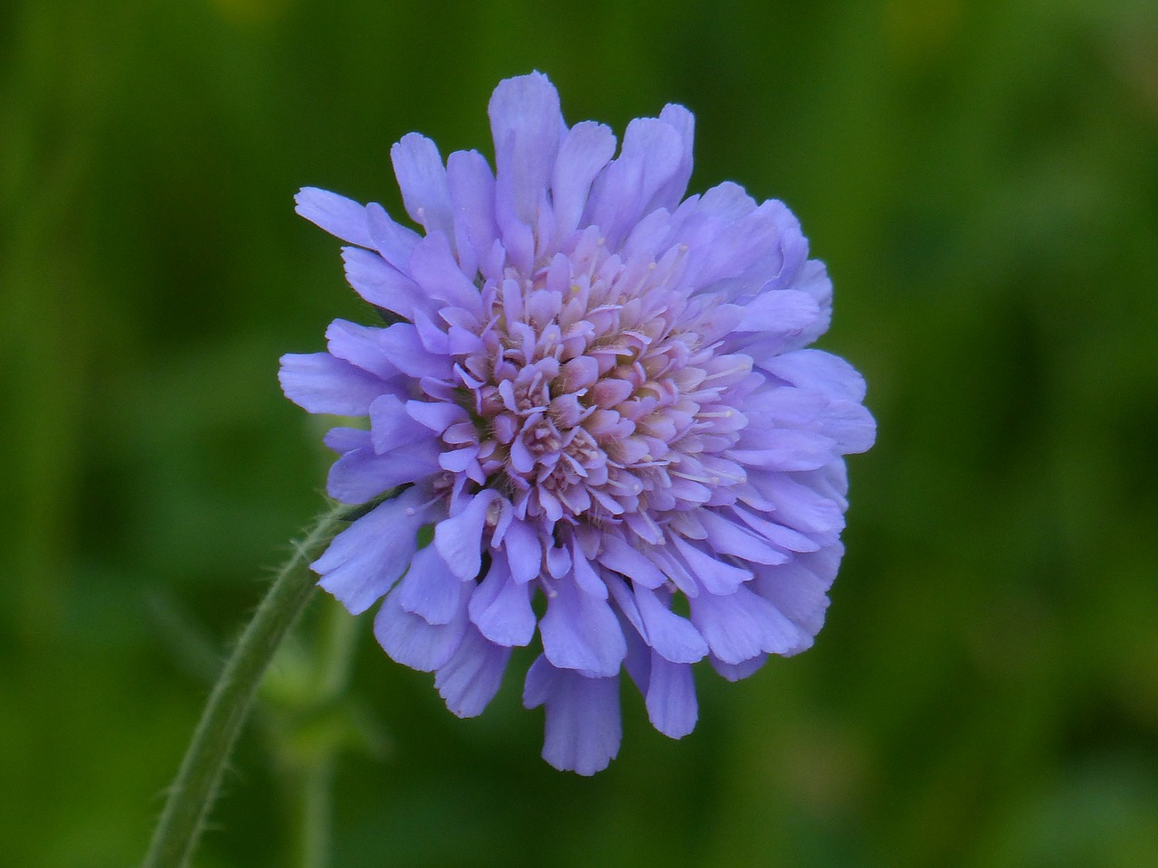 field scabious blossom bloom free photo