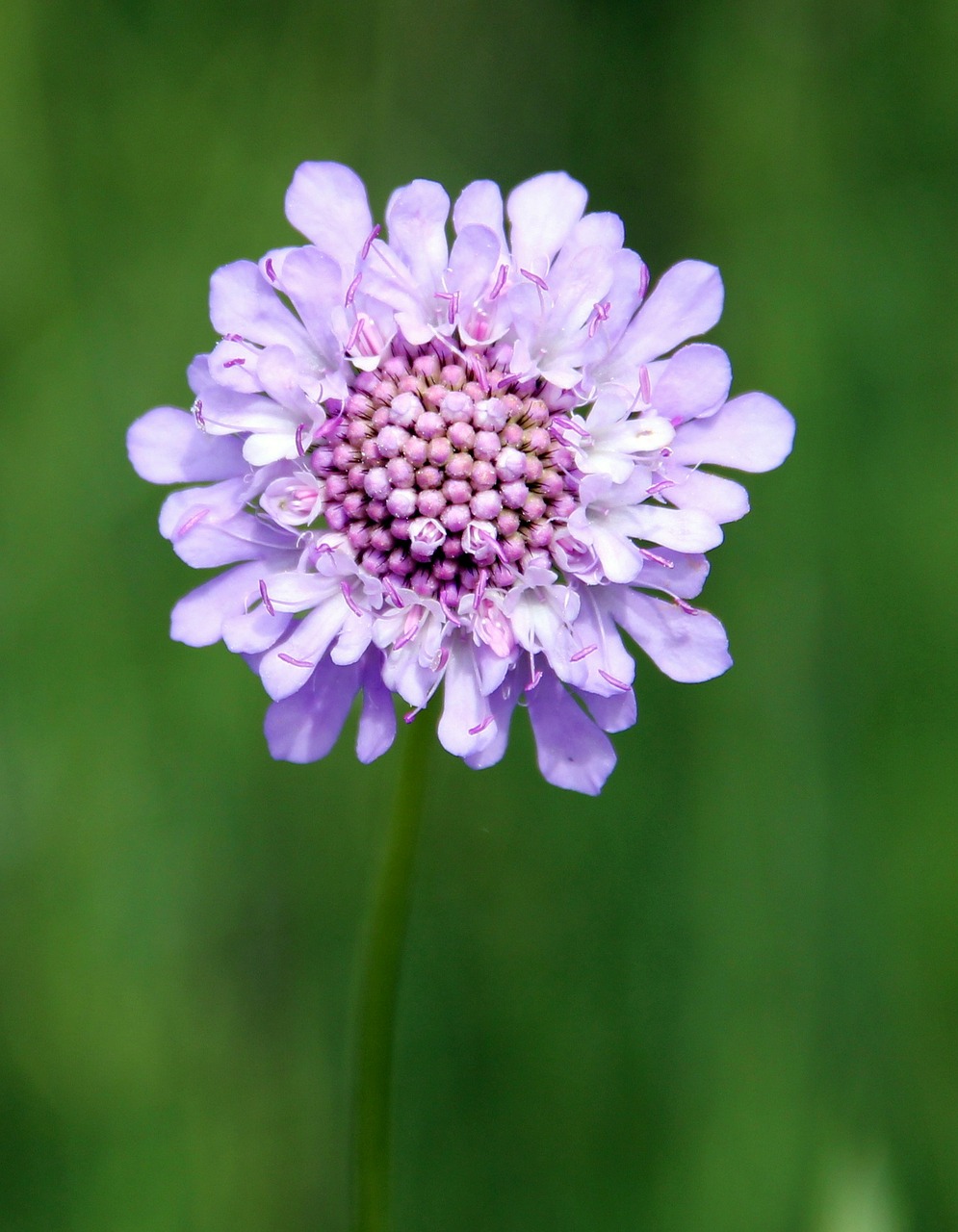 field scabious purple wild flower free photo