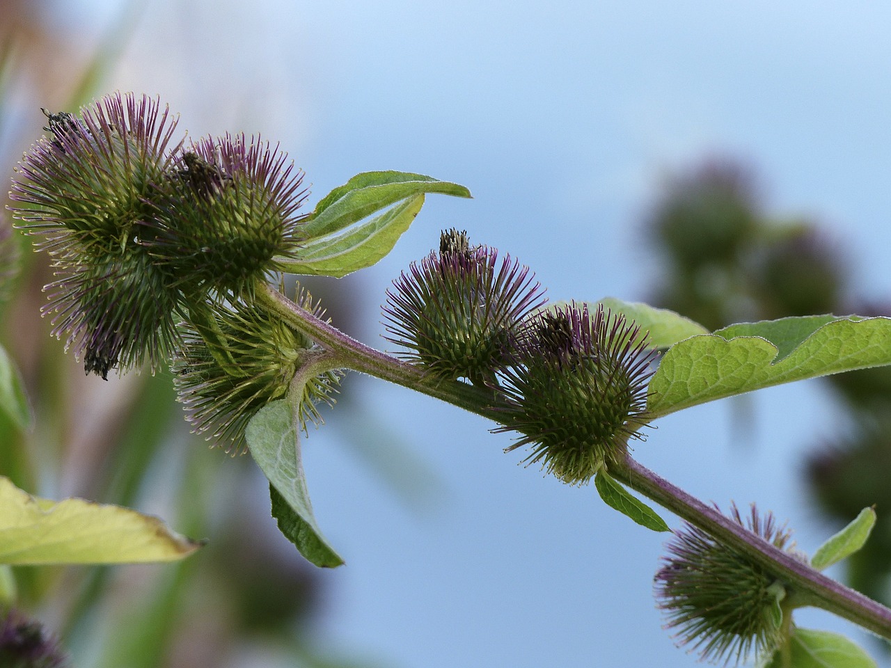 field thistle wild flower meadow free photo