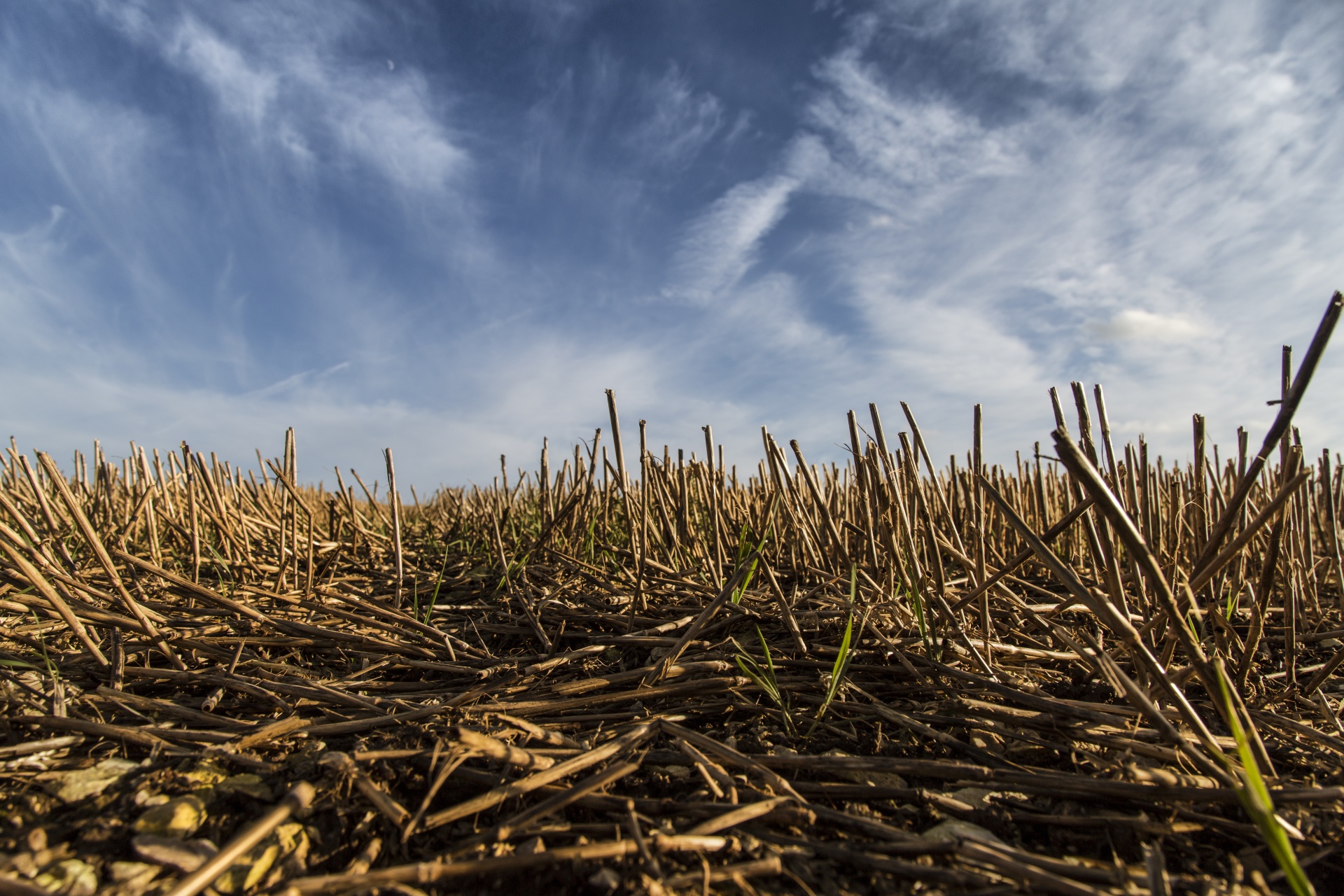 agriculture field landscape free photo