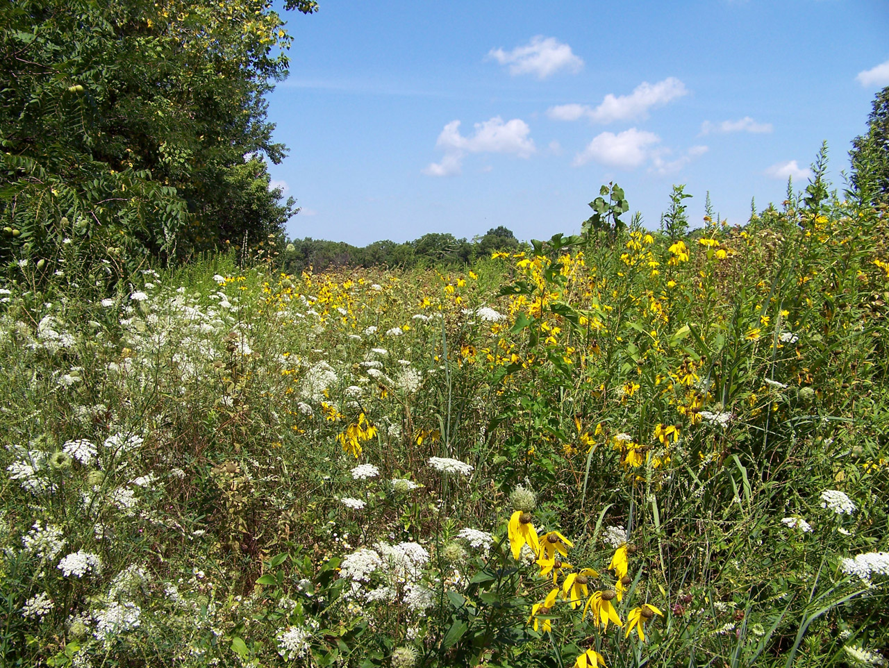 field weeds summer free photo