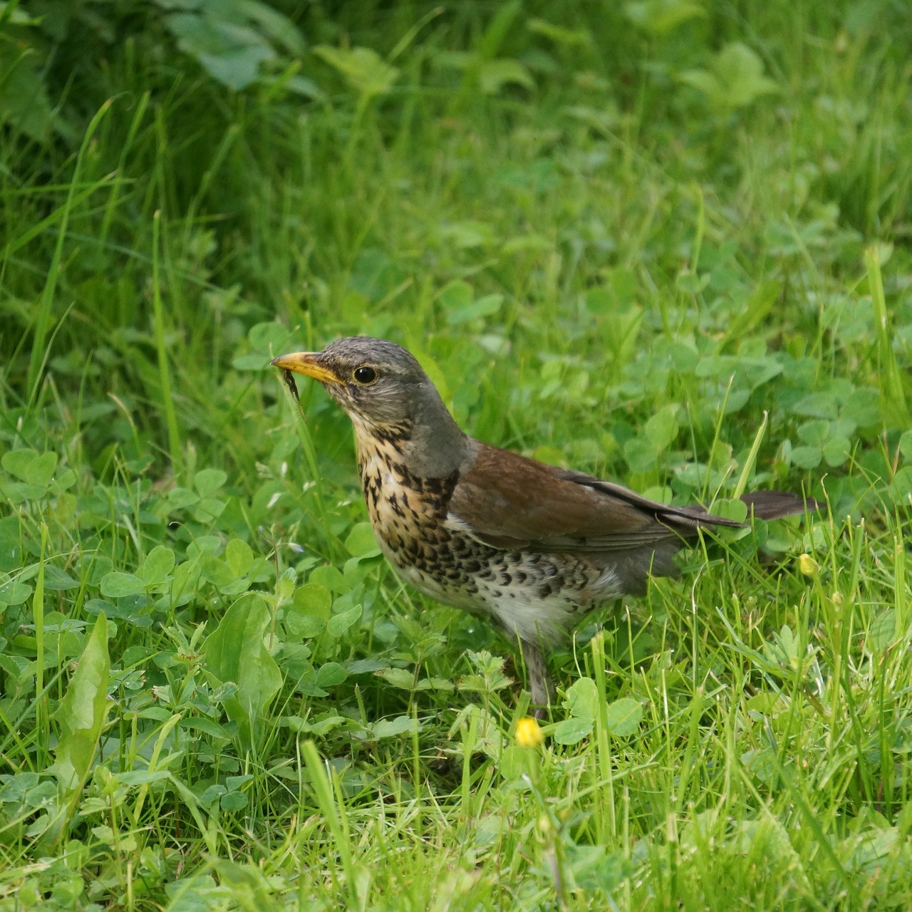 fieldfare construction turdus pilaris free photo