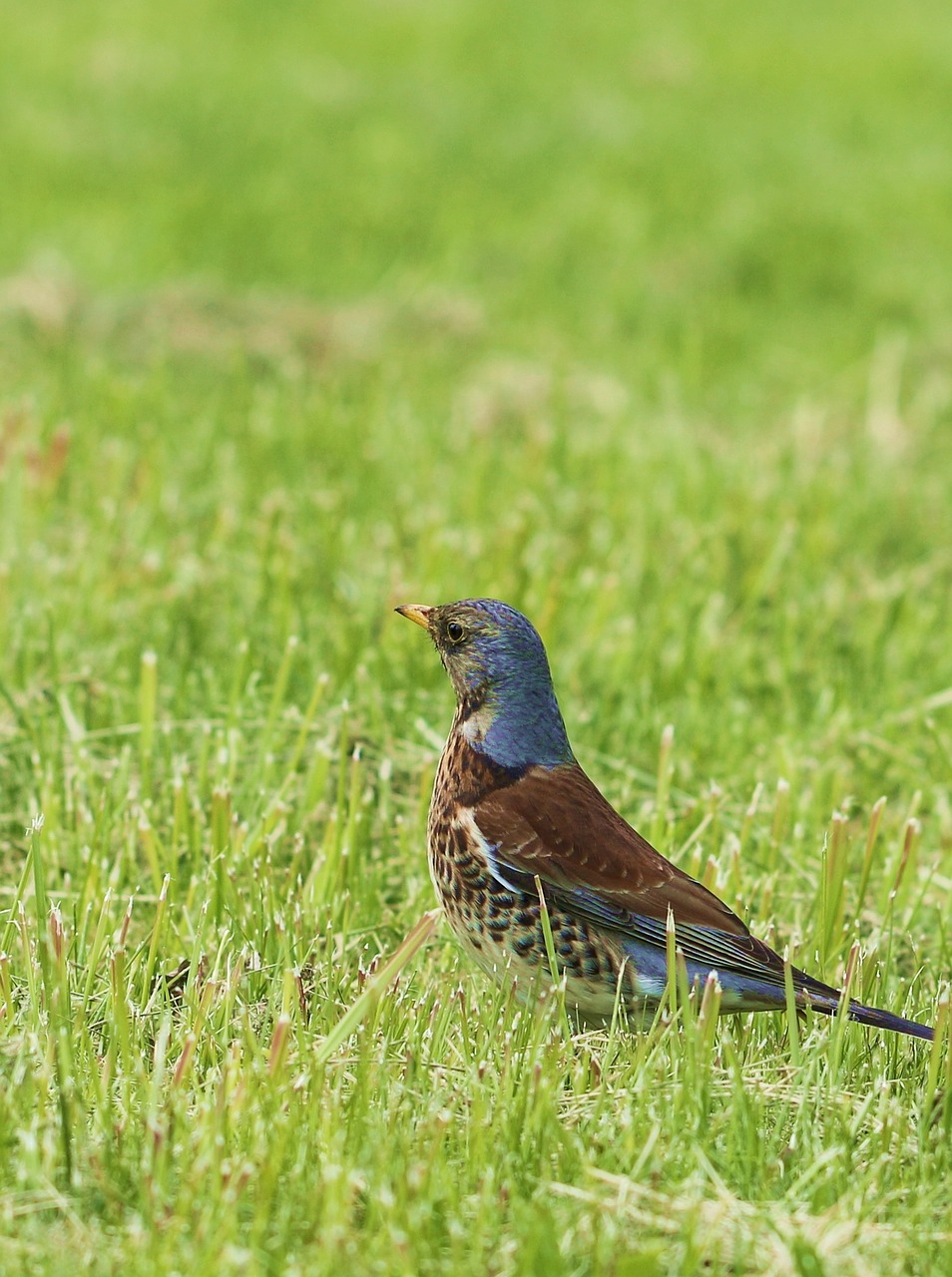 fieldfare bird municipal free photo