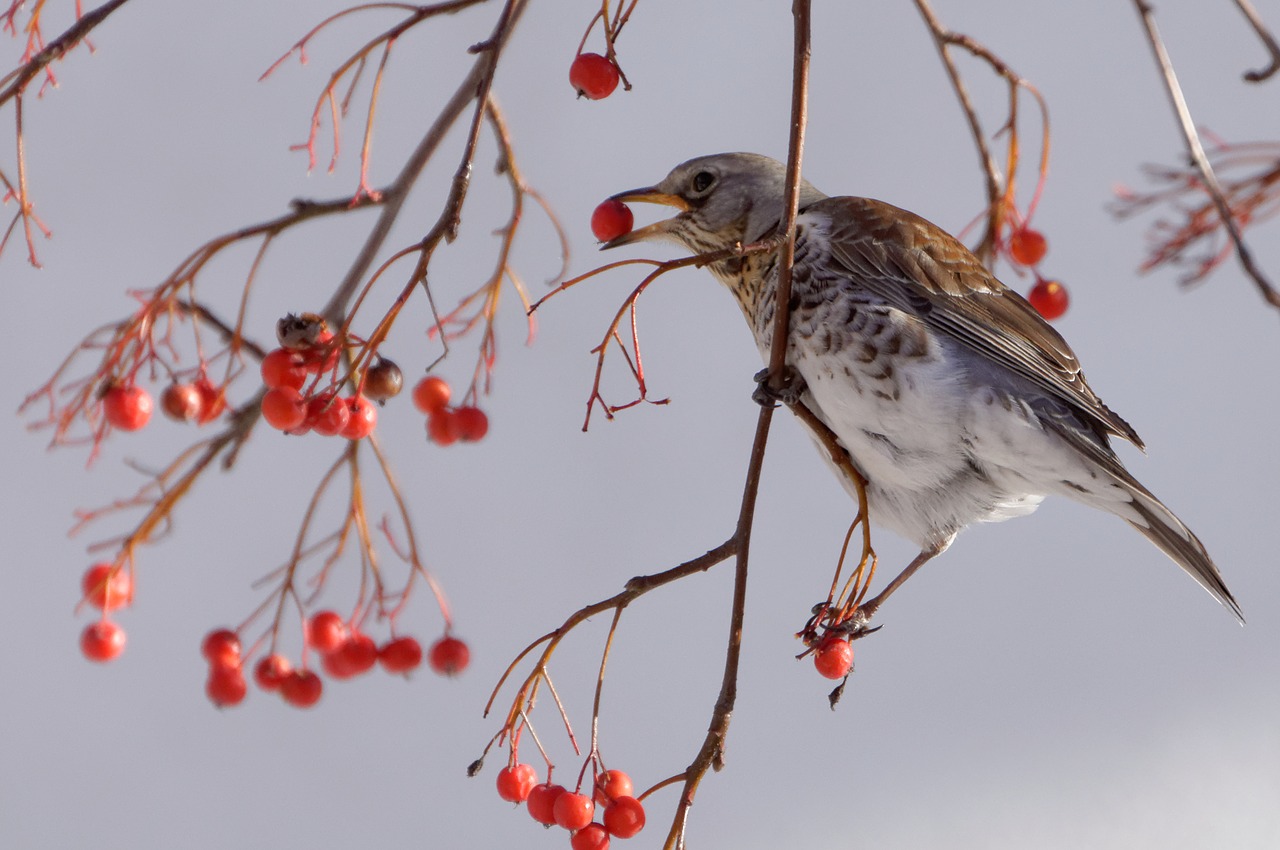 fieldfare bird municipal free photo