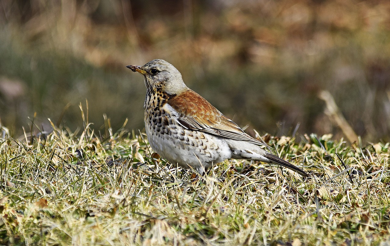 fieldfare bird february free photo
