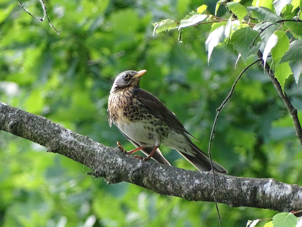 fieldfare  bird  branch free photo