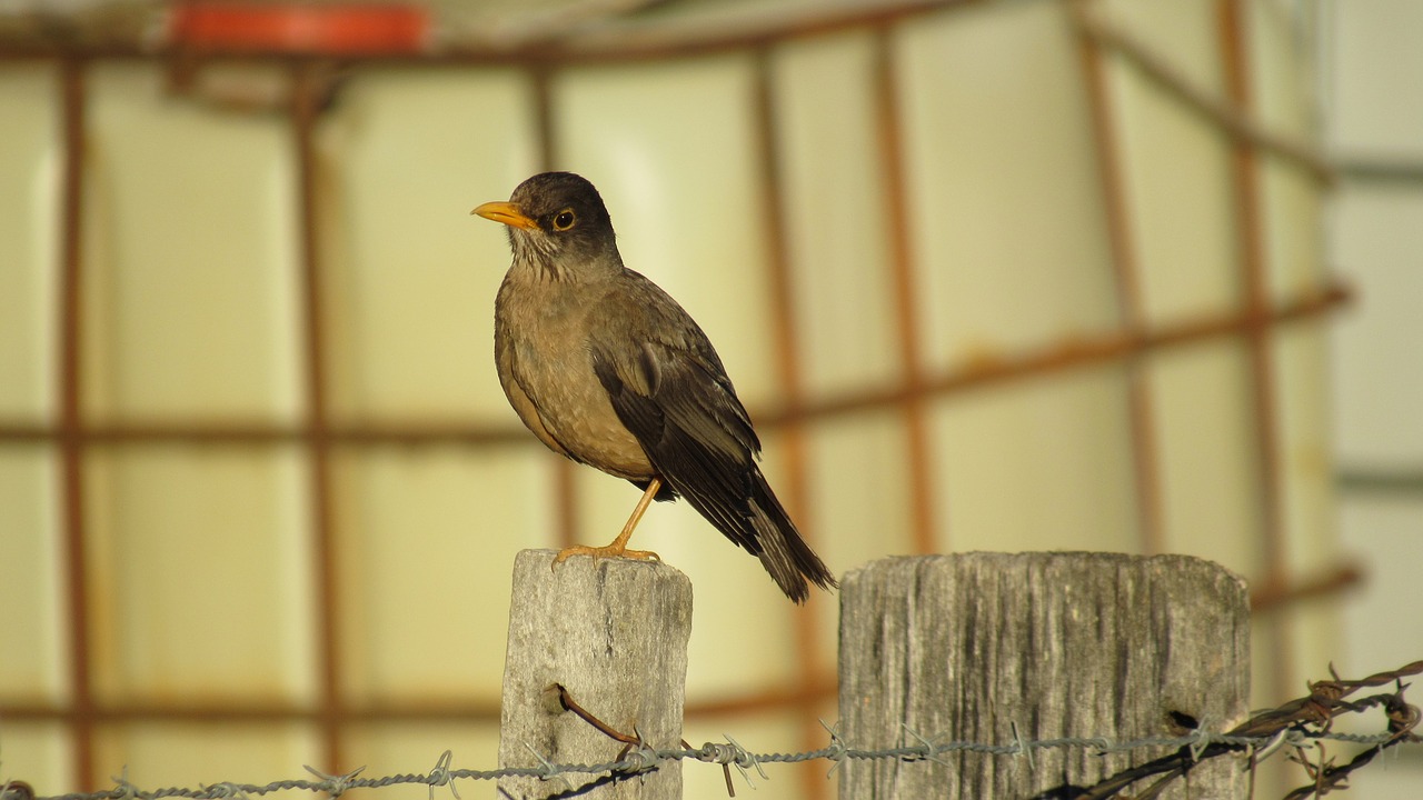 fieldfare  ave  birds free photo