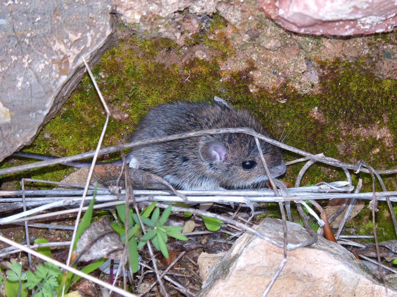 fieldmouse rodent mouse free photo