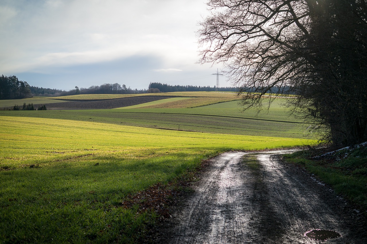 fields forest path away free photo