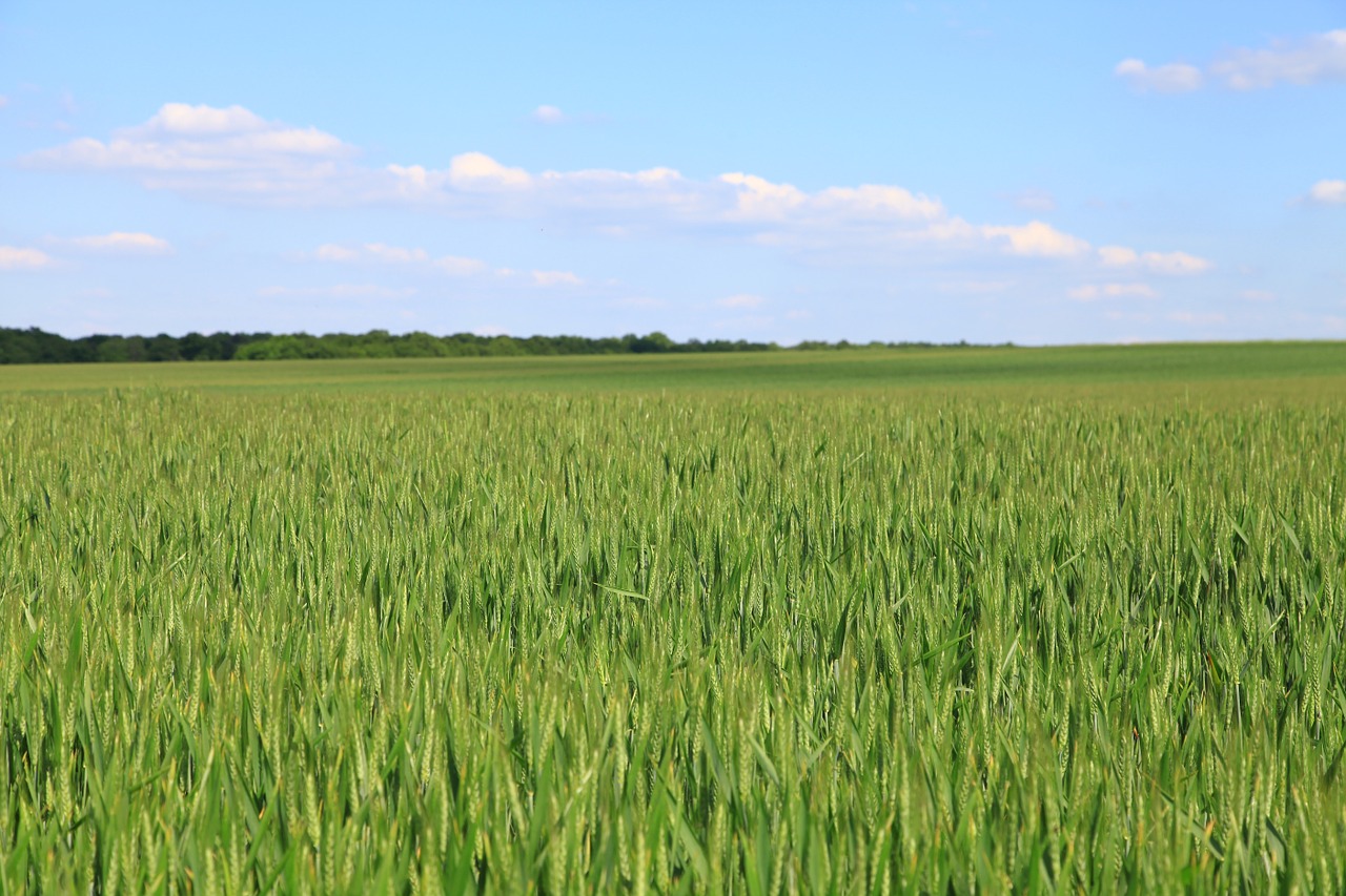 fields wheat cornfield free photo