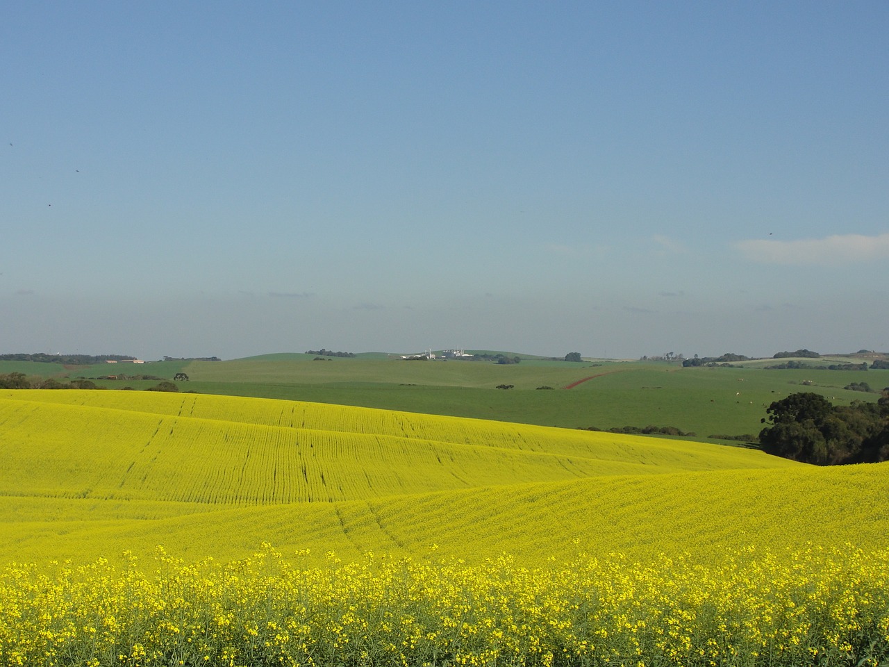 fields canola flower free photo