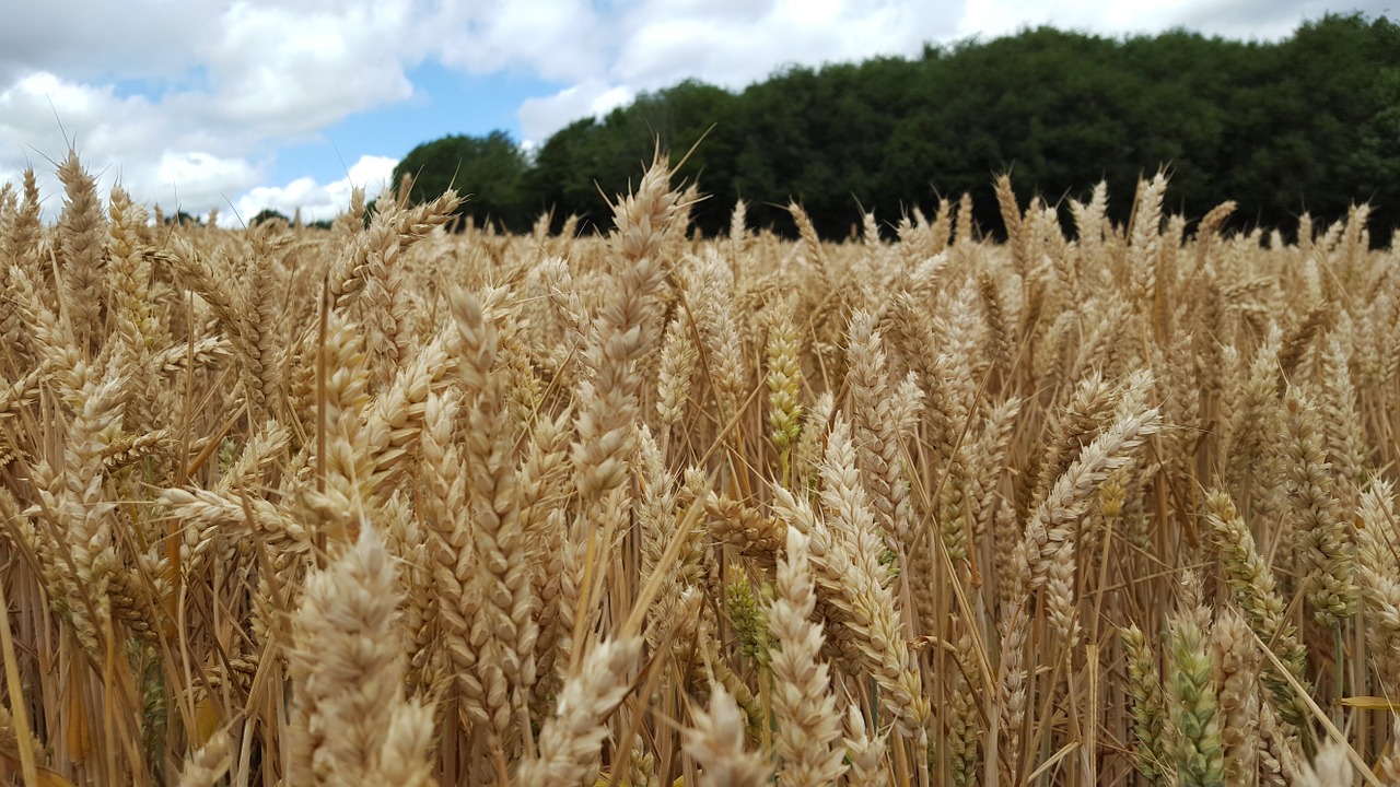 fields corn farm free photo