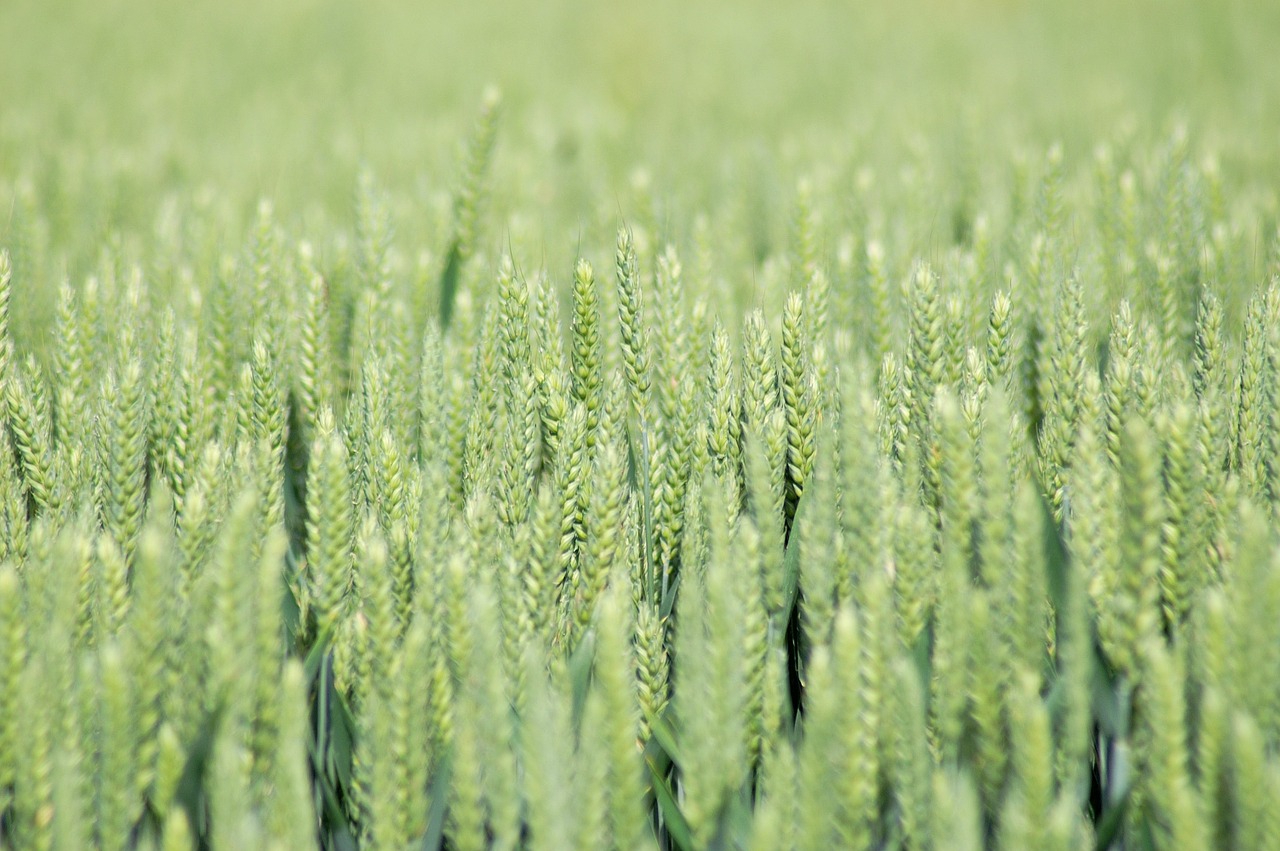 fields wheat fields wheat free photo