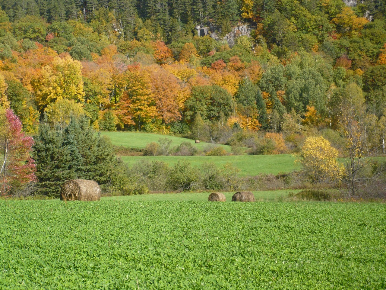 fields colors fall free photo