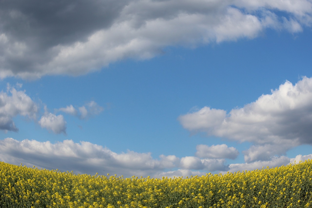 fields mustard sky free photo