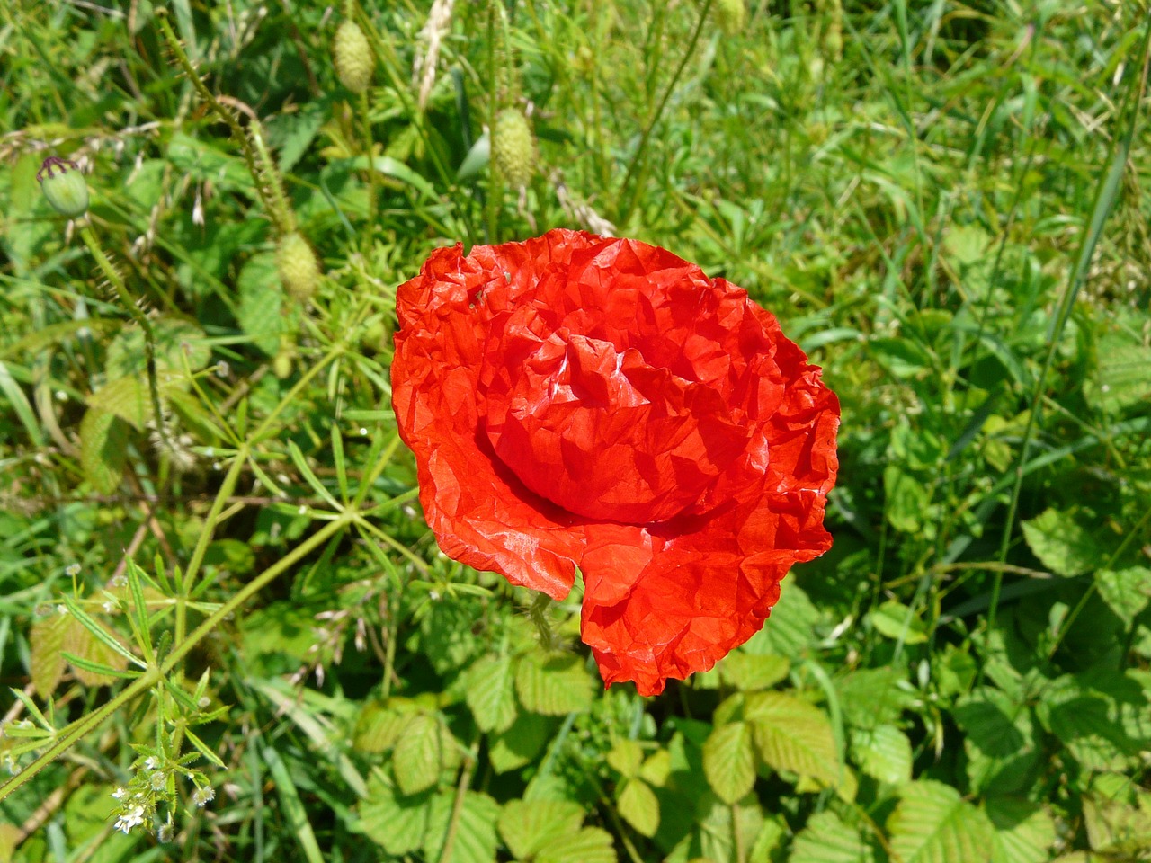 fields flowers poppy free photo