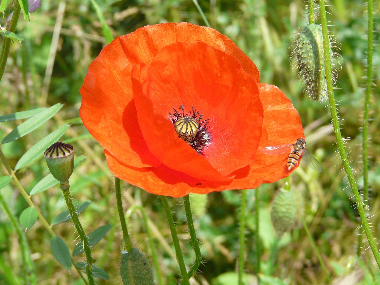 fields flowers poppy free photo