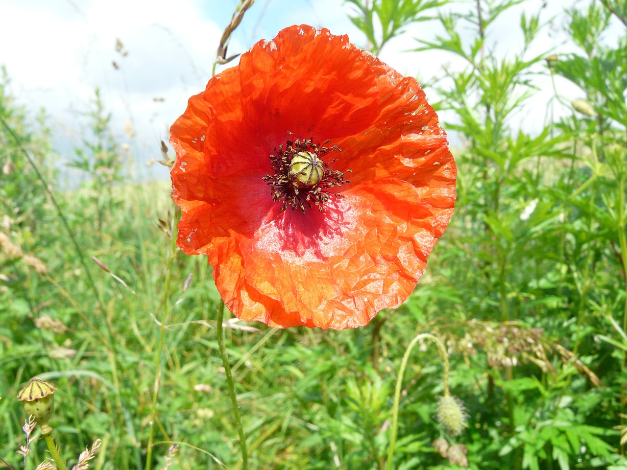 poppy fields flowers free photo