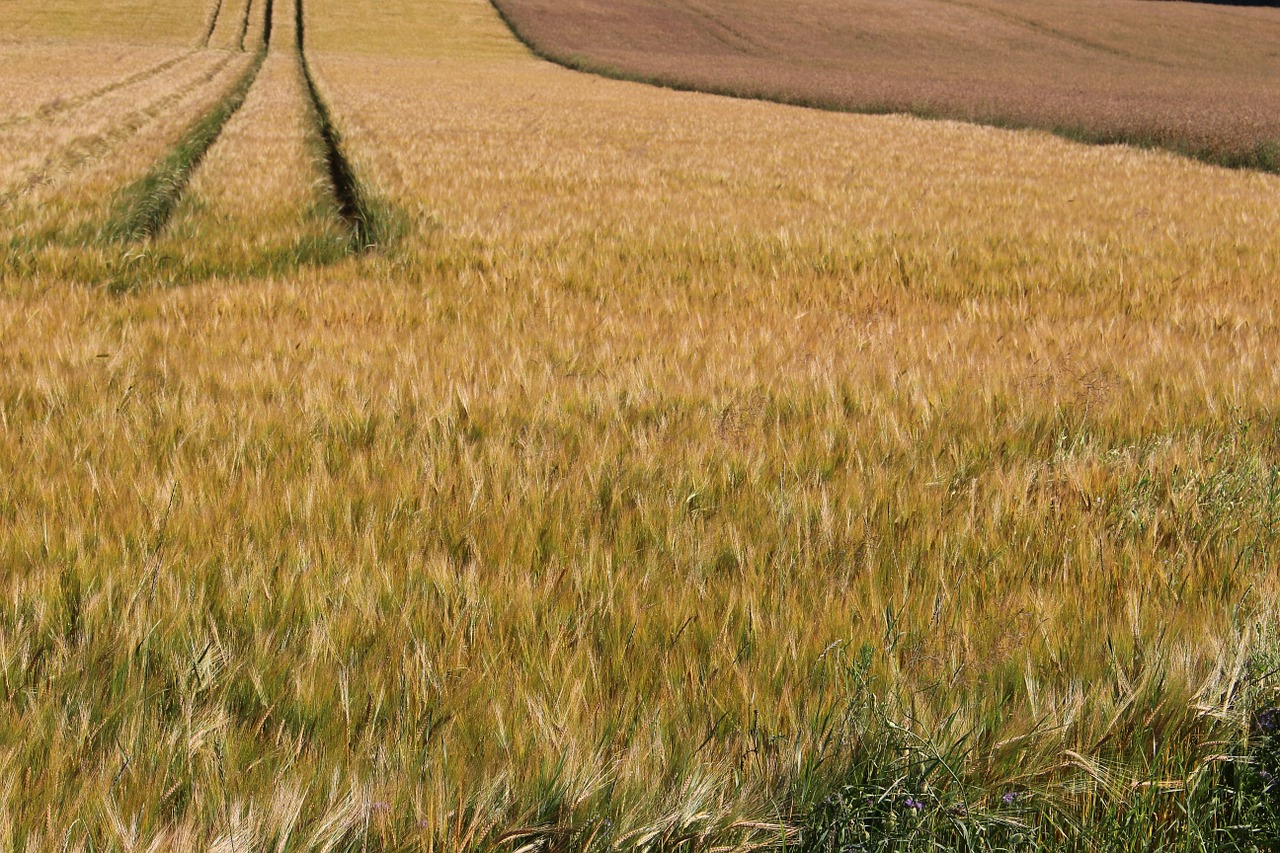 fields edge of field barley free photo