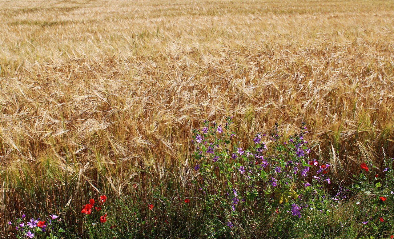fields wheat wheat fields free photo