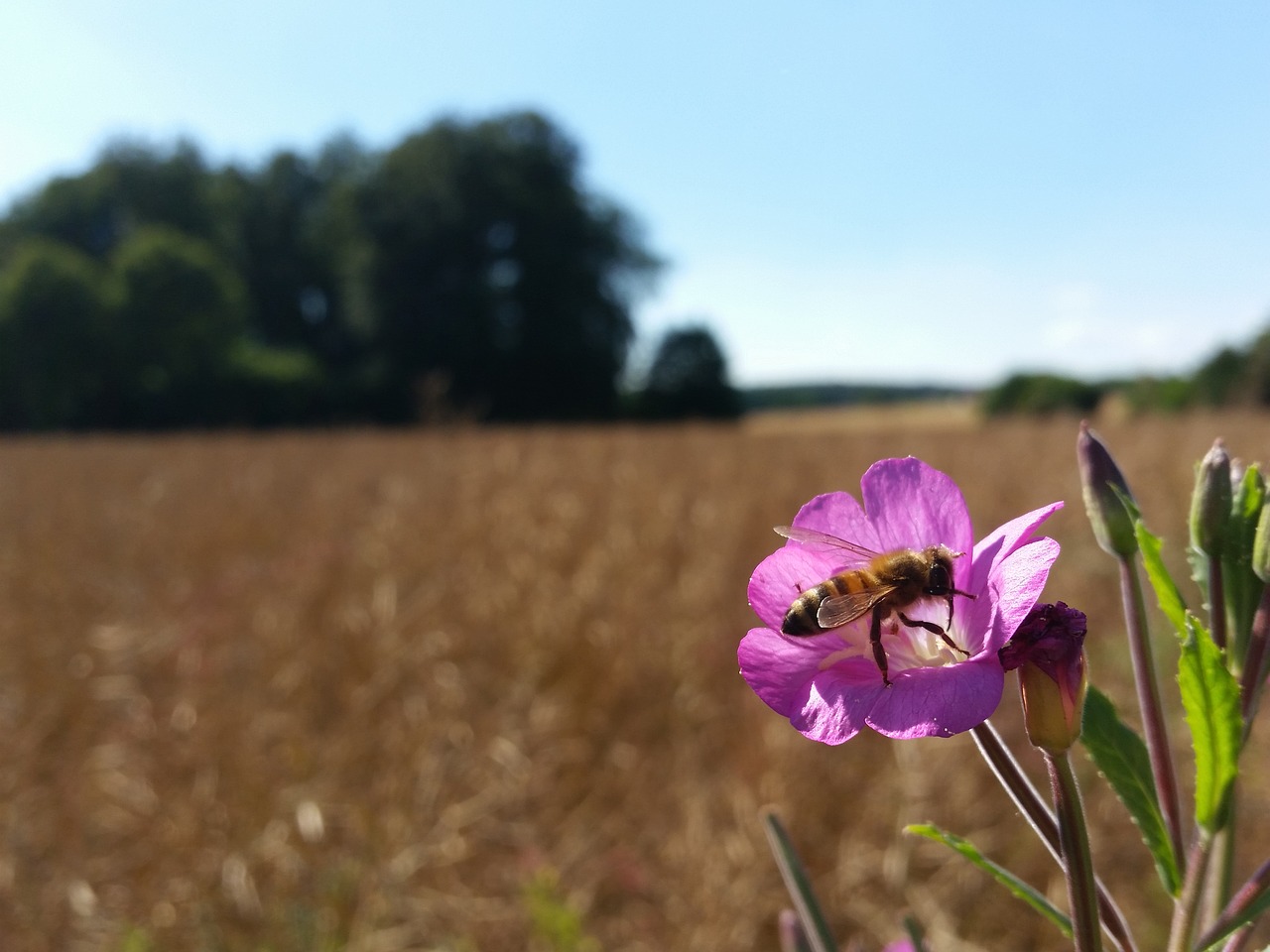 fields bee summer free photo