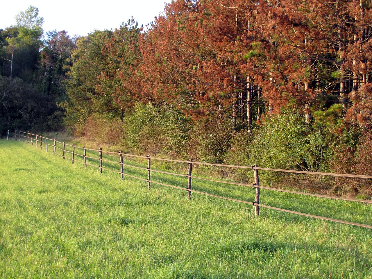 fields trees fall free photo