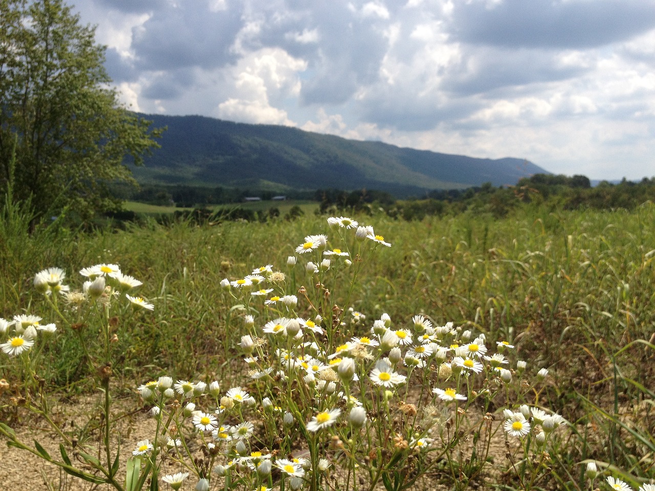 fields daisies tennessee free photo