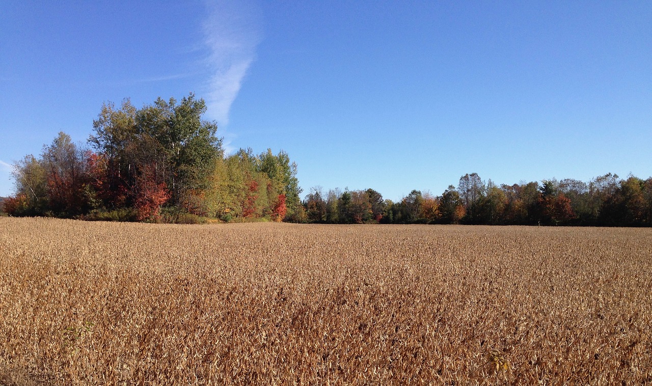 fields horizon blue free photo