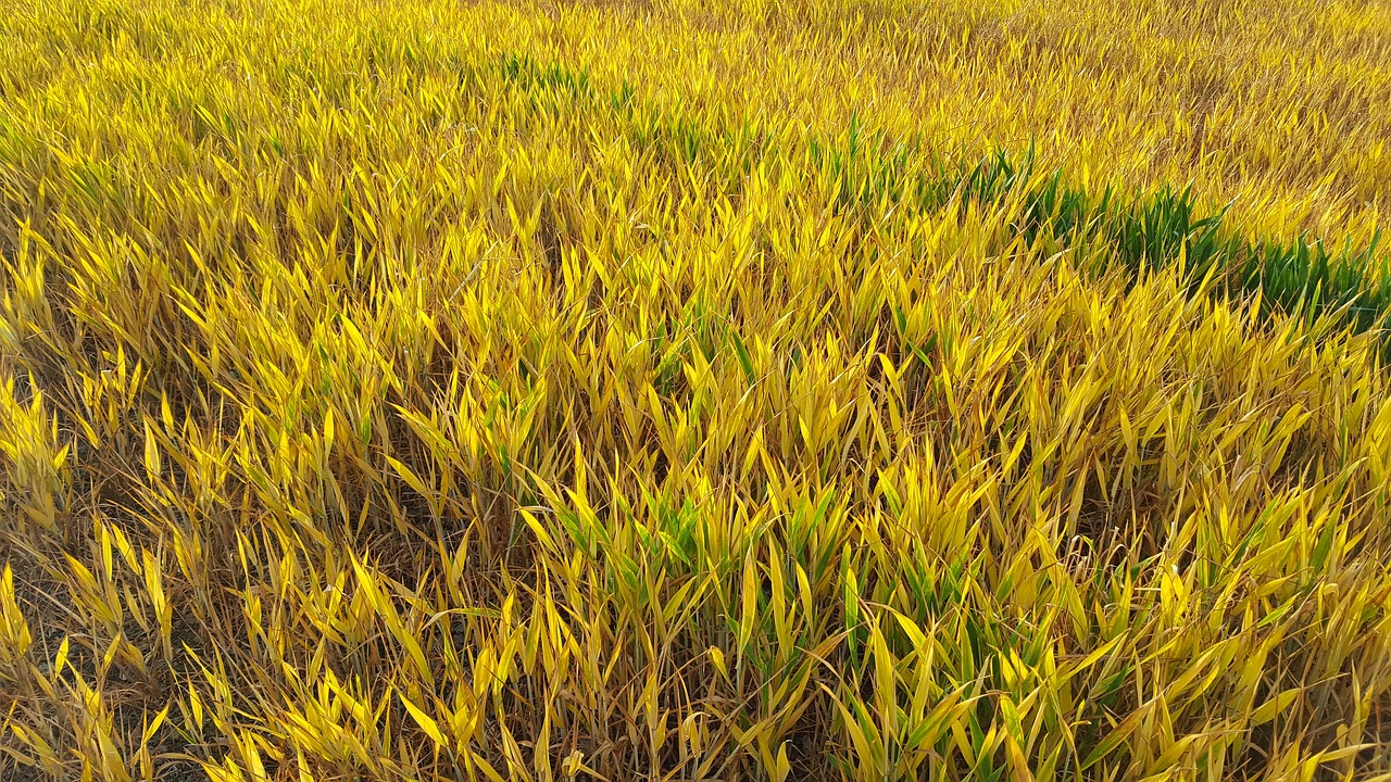 fields crop nature free photo