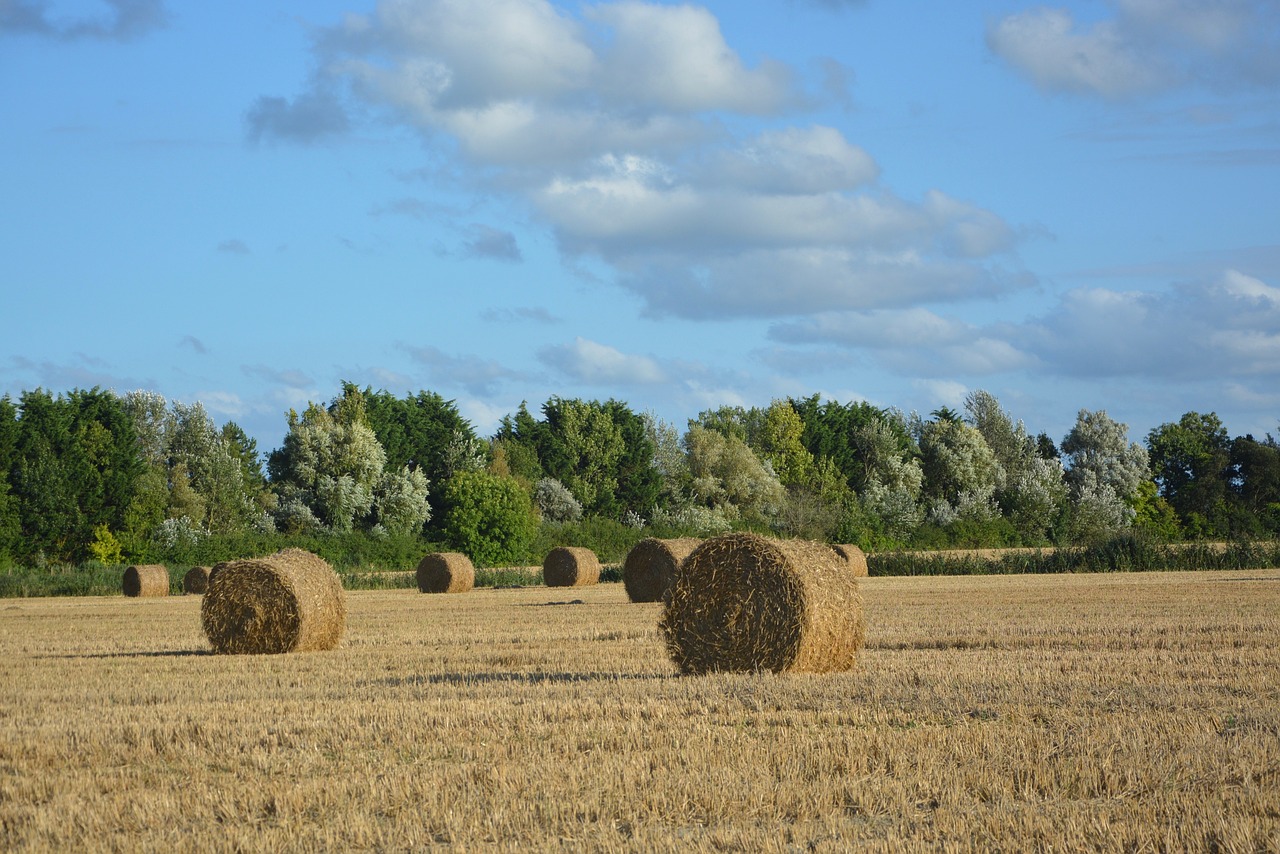 fields field nature free photo