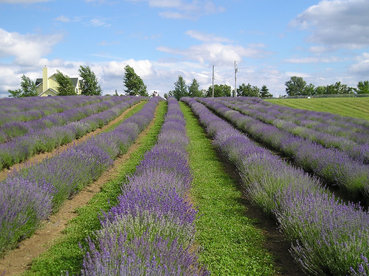 fields lavender nature free photo